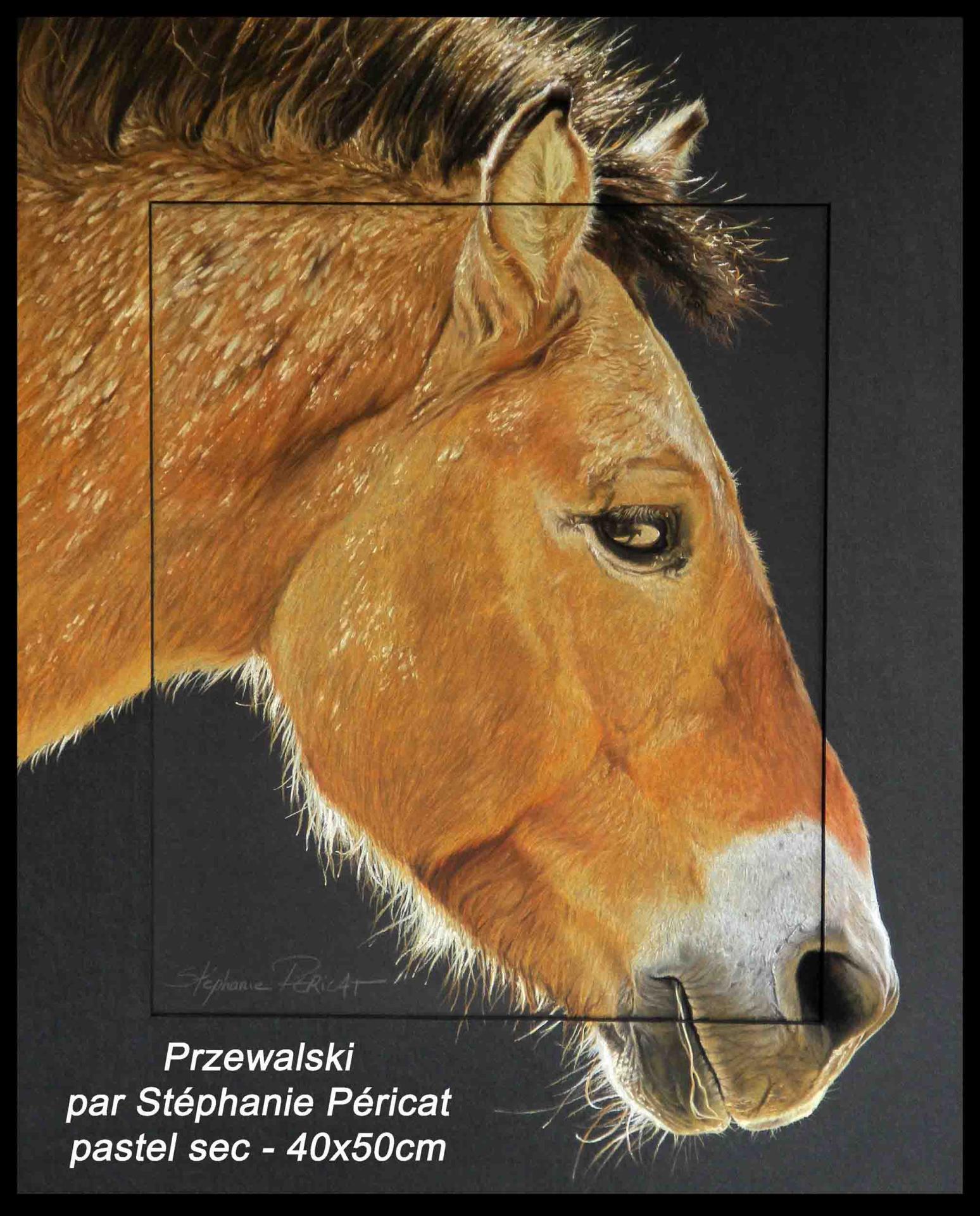 Cheval de Przewalski ( étalon à la Ménagerie de Paris, 75)  -  40 x 50 cm  -  Disponible