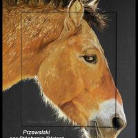 Cheval de Przewalski ( étalon à la Ménagerie de Paris, 75)  -  40 x 50 cm  -  Disponible